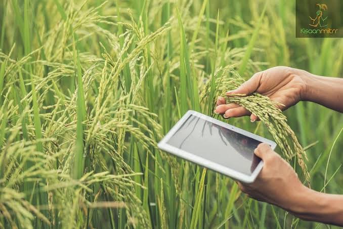 Agricultural consultants inspecting crops in a green field - best agricultural consultant in Bengaluru